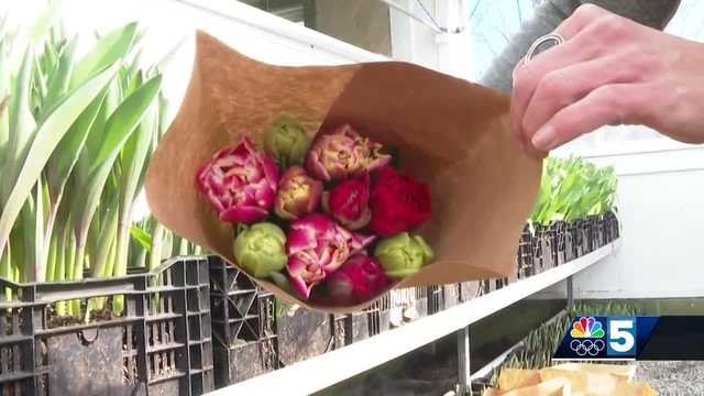Winter tulips are blooming across the world, thanks to The Tulip Workshop taught by Vermonters - Vimarsana News