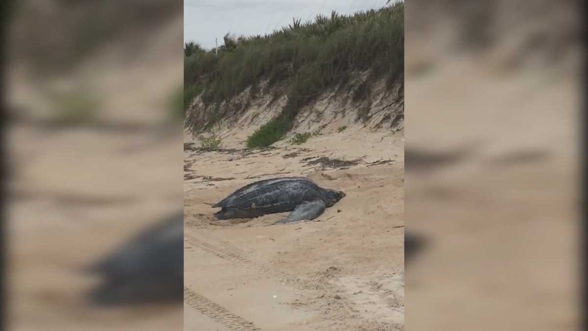 Rare 800-pound sea turtle nests on Brevard County beach