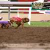 Spud the bulldog slides to victory in 'Top Dog' race despite his competition nipping at his heels