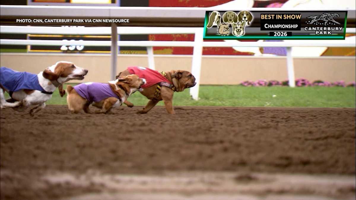 Spud the bulldog slides to victory in 'Top Dog' race despite his competition nipping at his heels