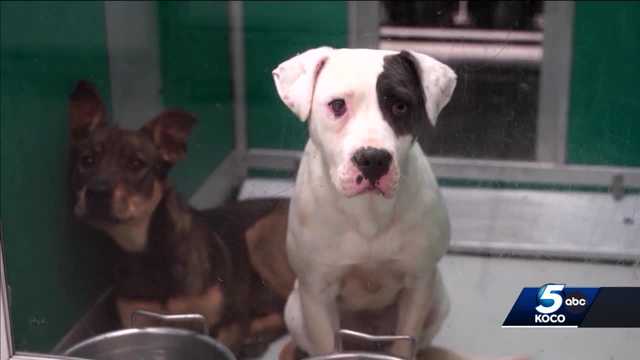 OKC Animal Welfare shelter temporary closes following deadly outbreak - Vimarsana News