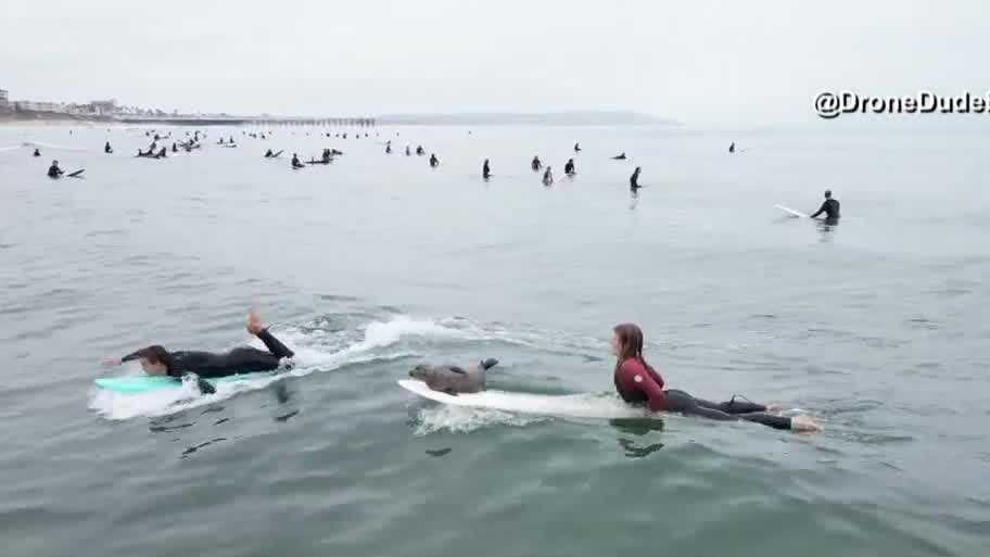 Surfing Baby Seal Hangs Ten With San Diego Locals 