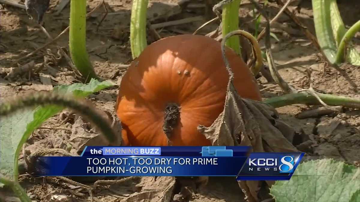 Drought conditions may cause pumpkin shortage
