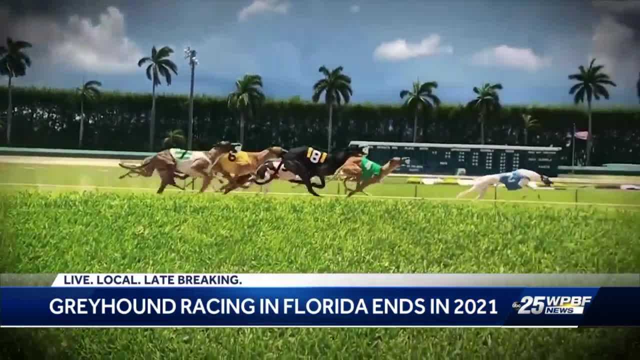 online betting for palm beach dog racing