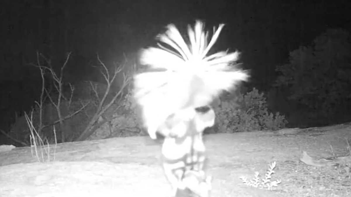 Video Skunk Caught Dancing Around On Wildlife Camera 4775