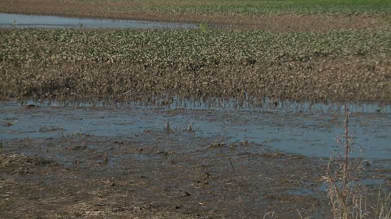 Burlington dairy farmer's land more like a lake