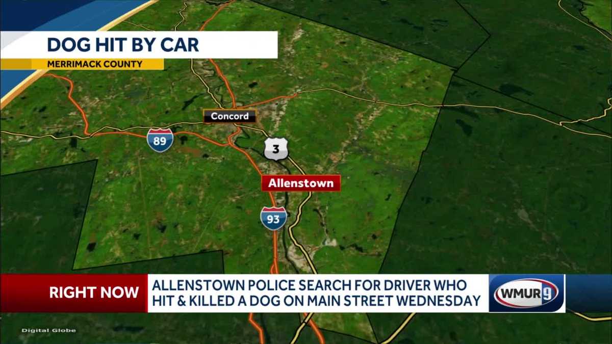 Police search for driver who struck, killed dog in Allenstown, NH