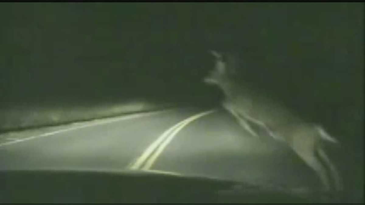 Troopers urge drivers to be careful after deer-related wrecks