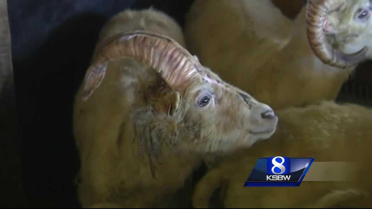 Animal Stories with Dan Green: The Uni-ram