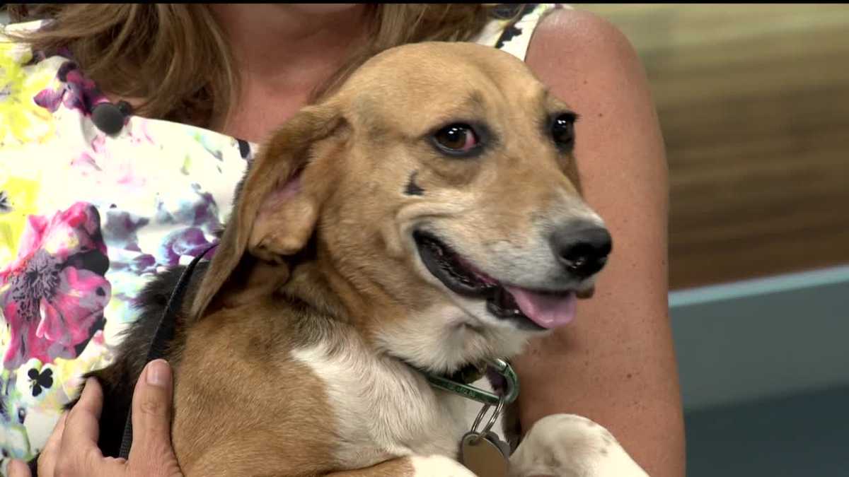 Jeffrey the beagle seeks new home