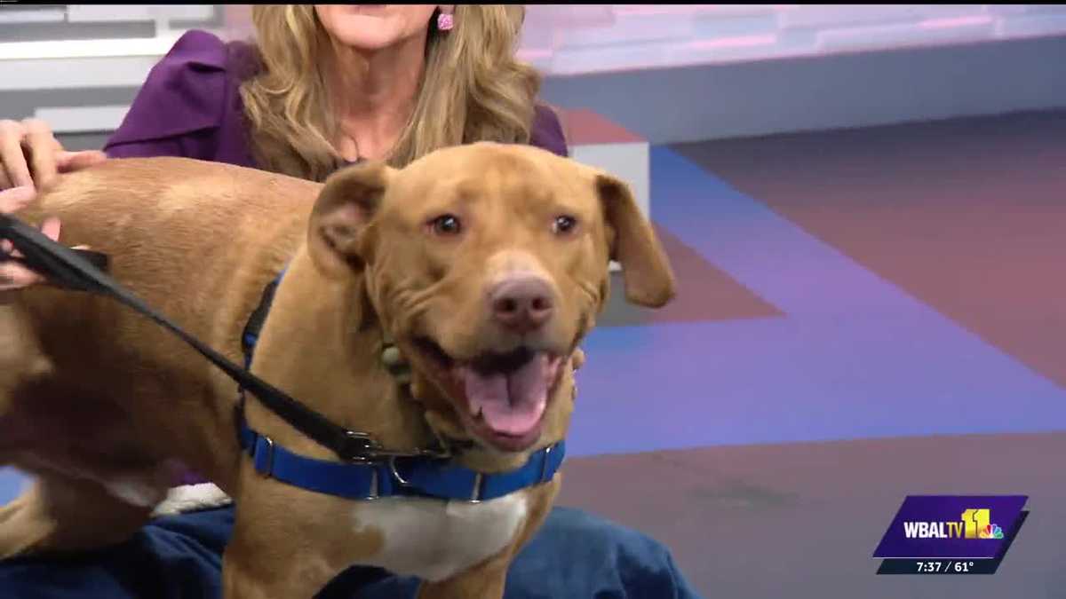Meet Skipper: The most energetic and happy dog is ready for adoption at the Baltimore Humane Society