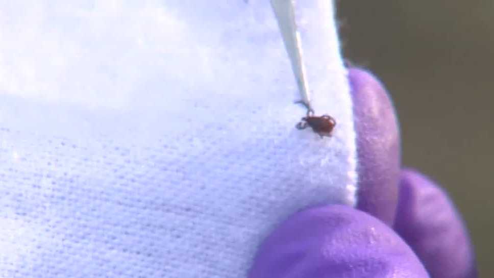 Experts harvest ticks along American River Parkway, test for Lyme disease