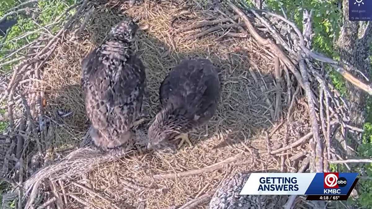 Missouri conservation officials will not step in to remove netting in eagle's nest