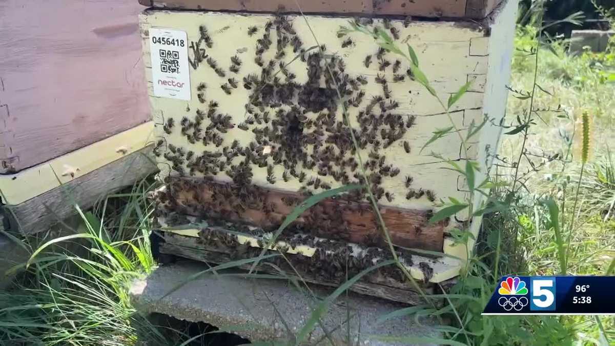 Vermont restricts use of common pesticide to protect bee populations; public meetings planned