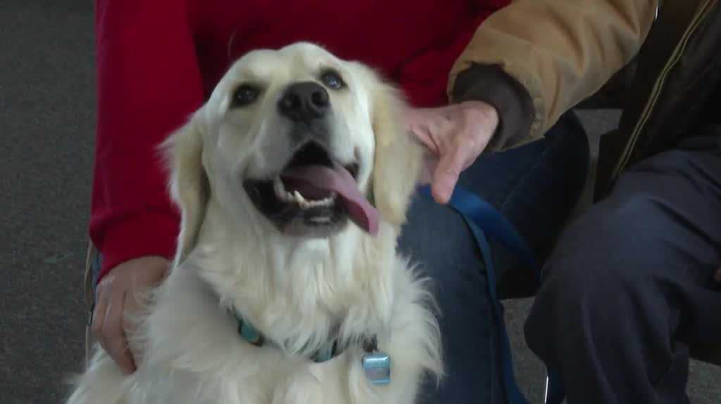 'To help relieve that burnout': Omaha CHI train dogs as therapy pups to mitigate stress at hospitals