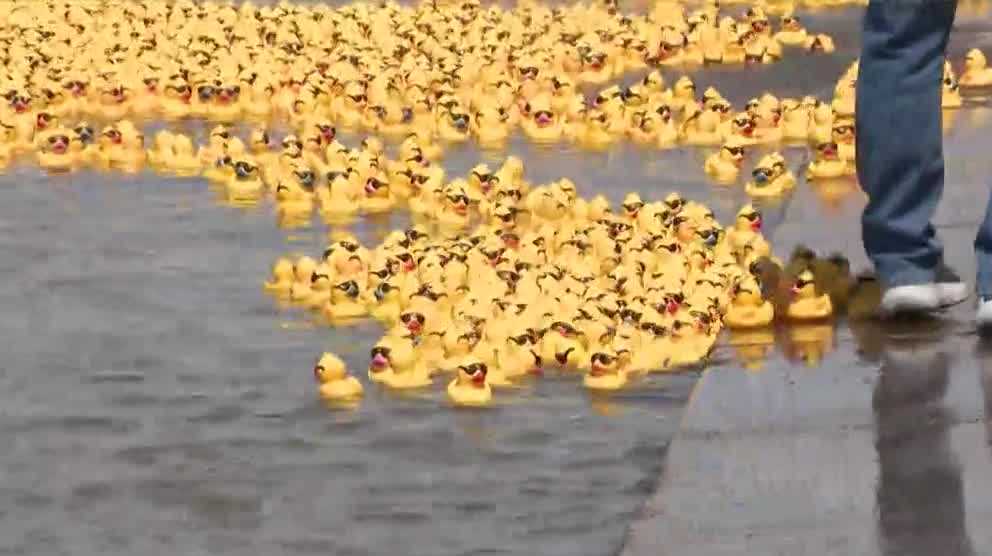 Thousands of rubber ducks race in the 22nd annual Ken-Ducky Derby