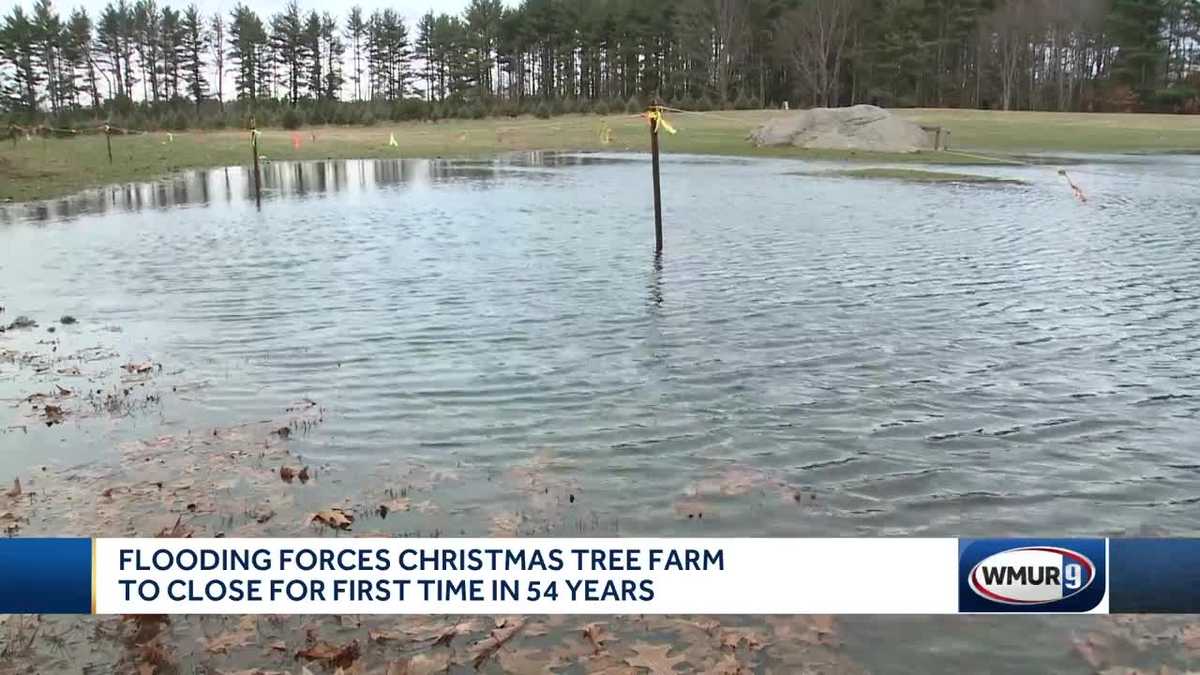 Flooding forces Christmas tree farm to close