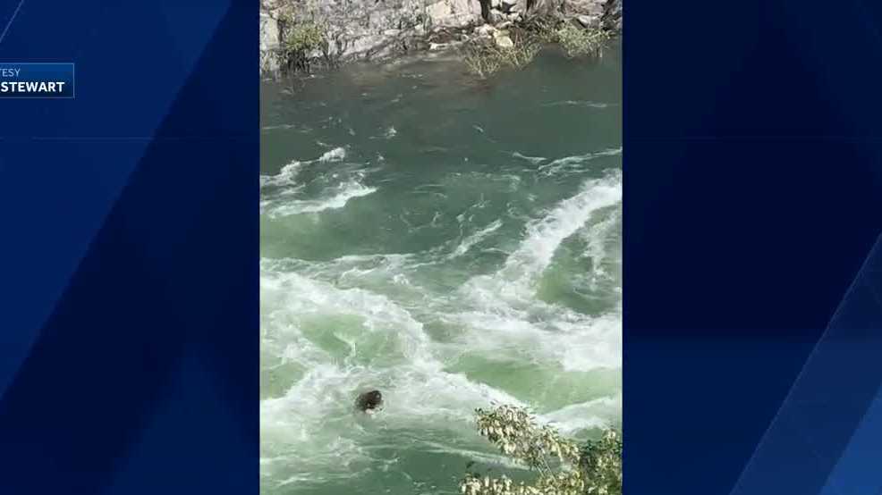 Watch Bear tries to crosss South Yuba River in Nevada County