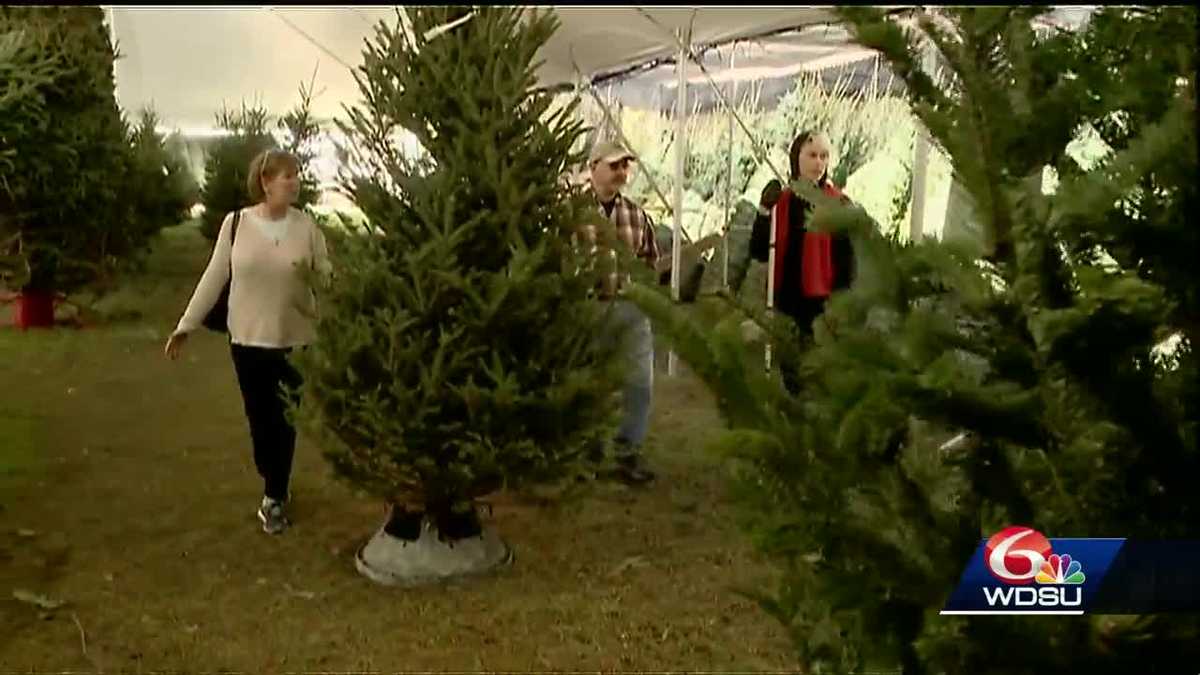 2022 Christmas Tree Shortage Louisiana Christmas tree farmers could see record year, despite