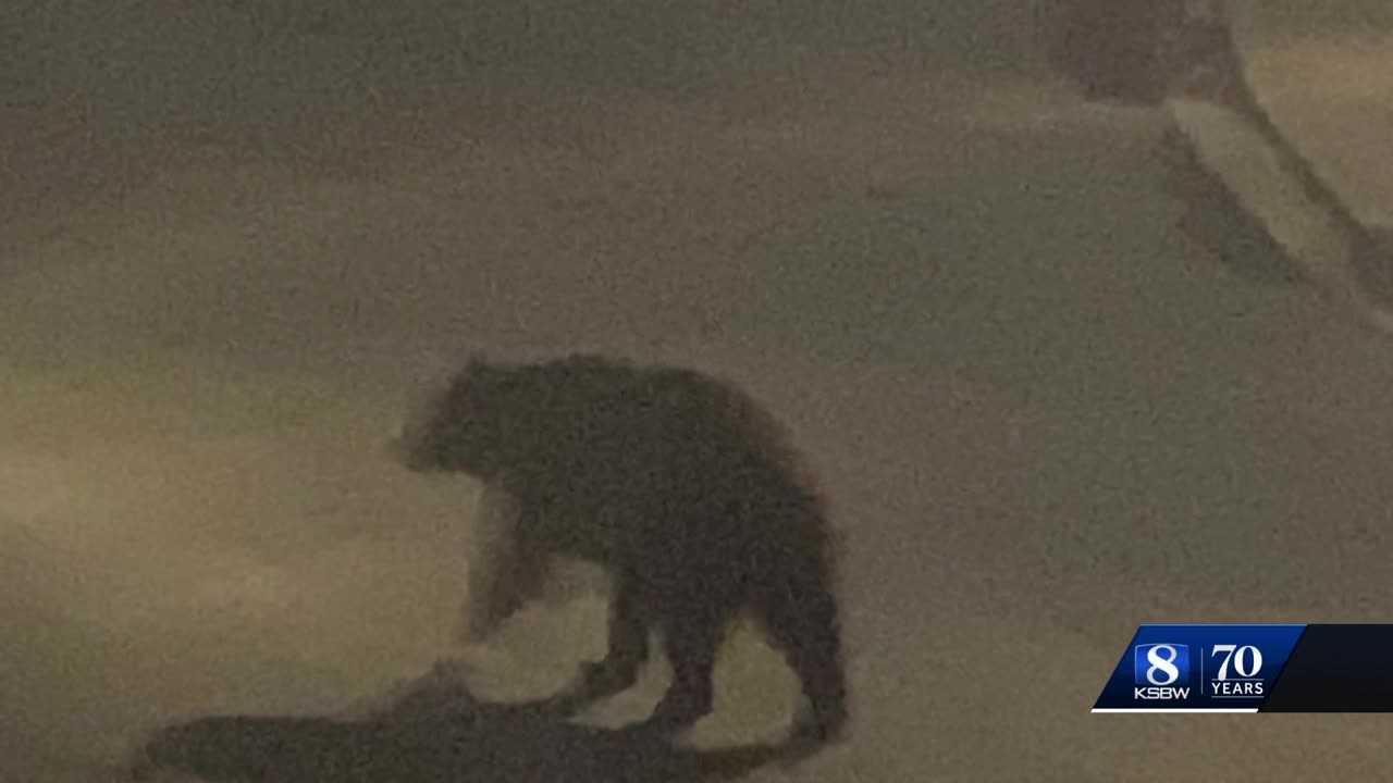 Rare bear sighting in Ca. neighborhood has some on edge - Vimarsana News