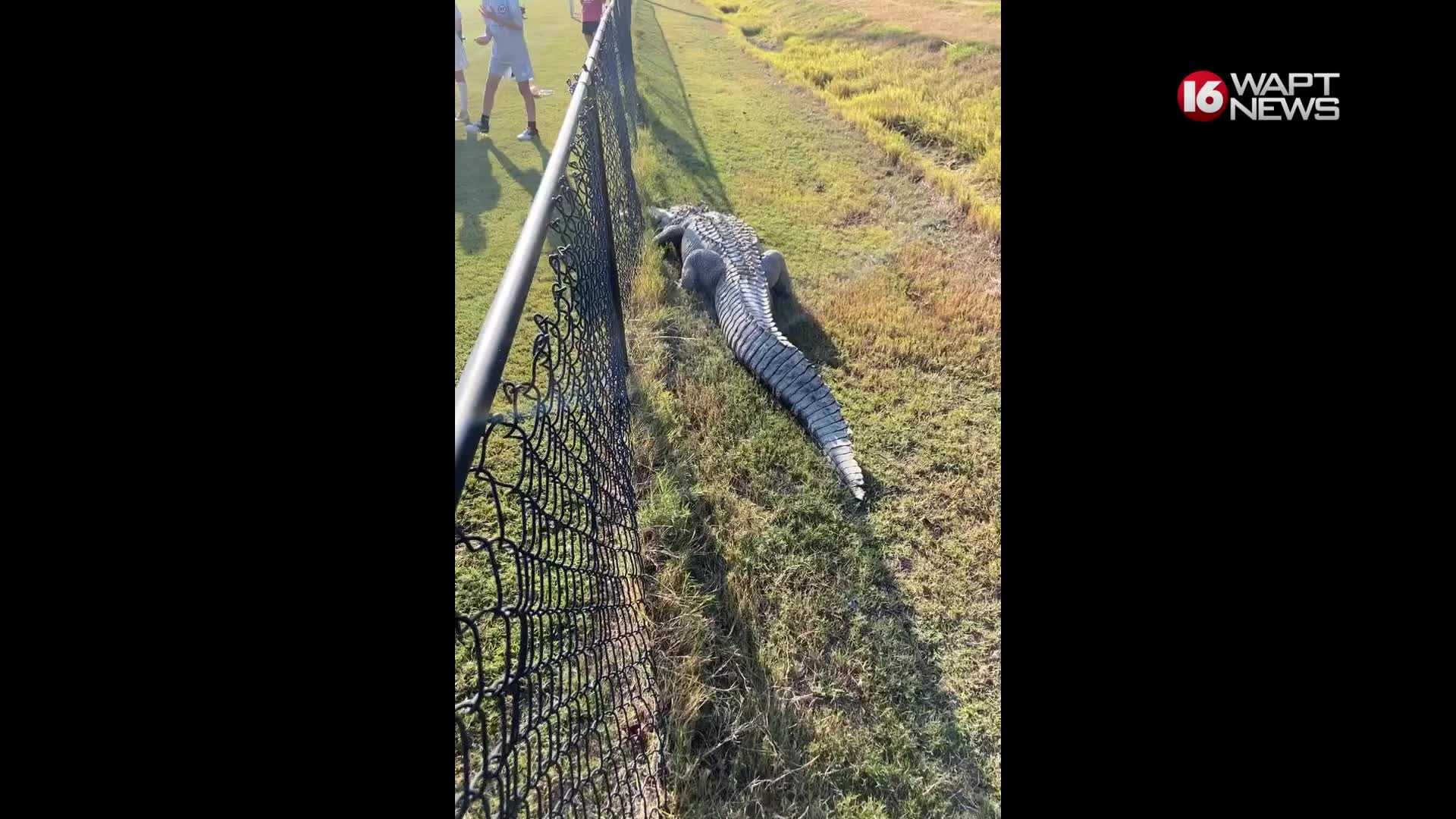●ALLIGATOR CITY King of the neighborhood': Huge alligator crosses Surf City