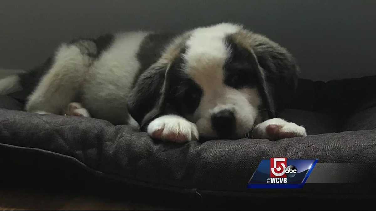 Puppy choking on his food saved by firefighters, police