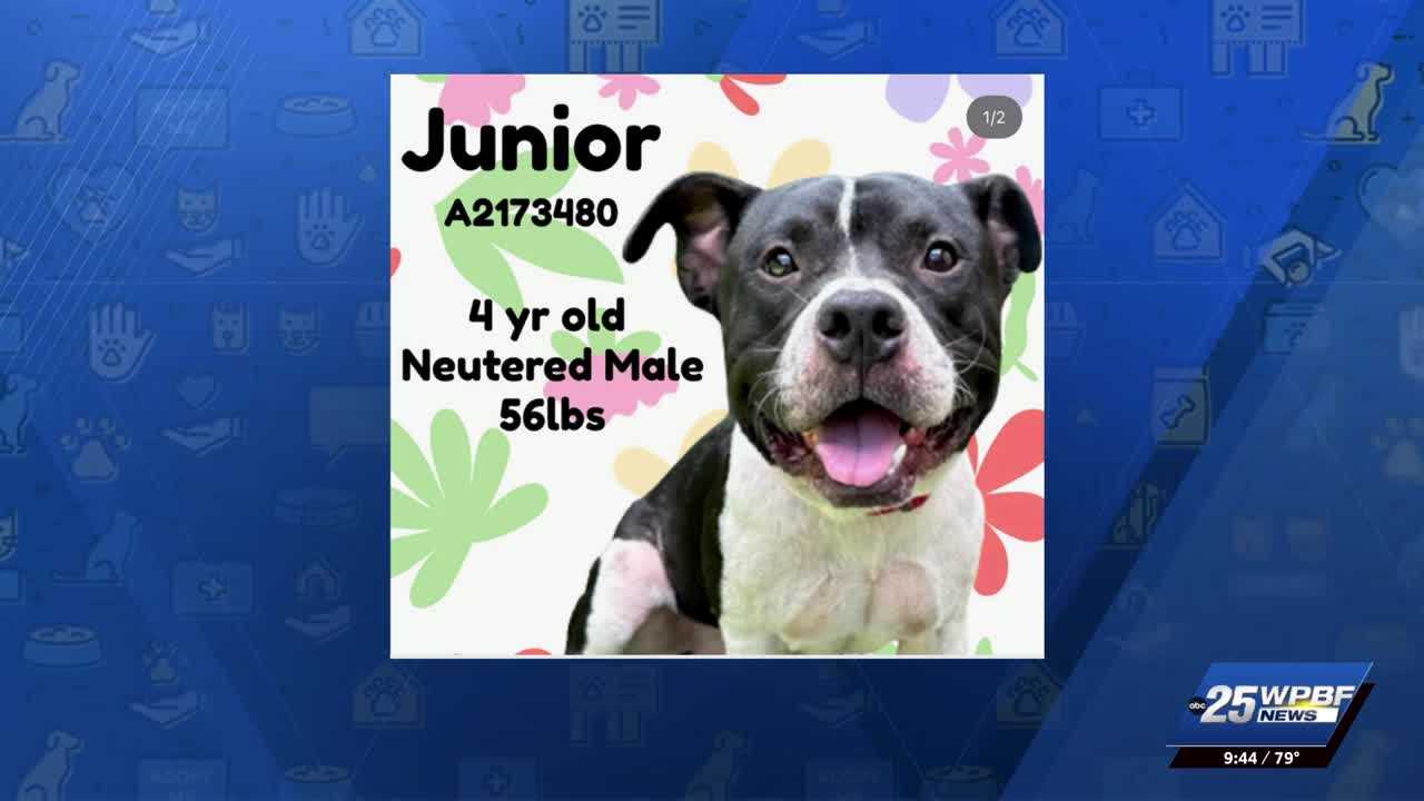WPBF to the Rescue: Helping animals find forever homes