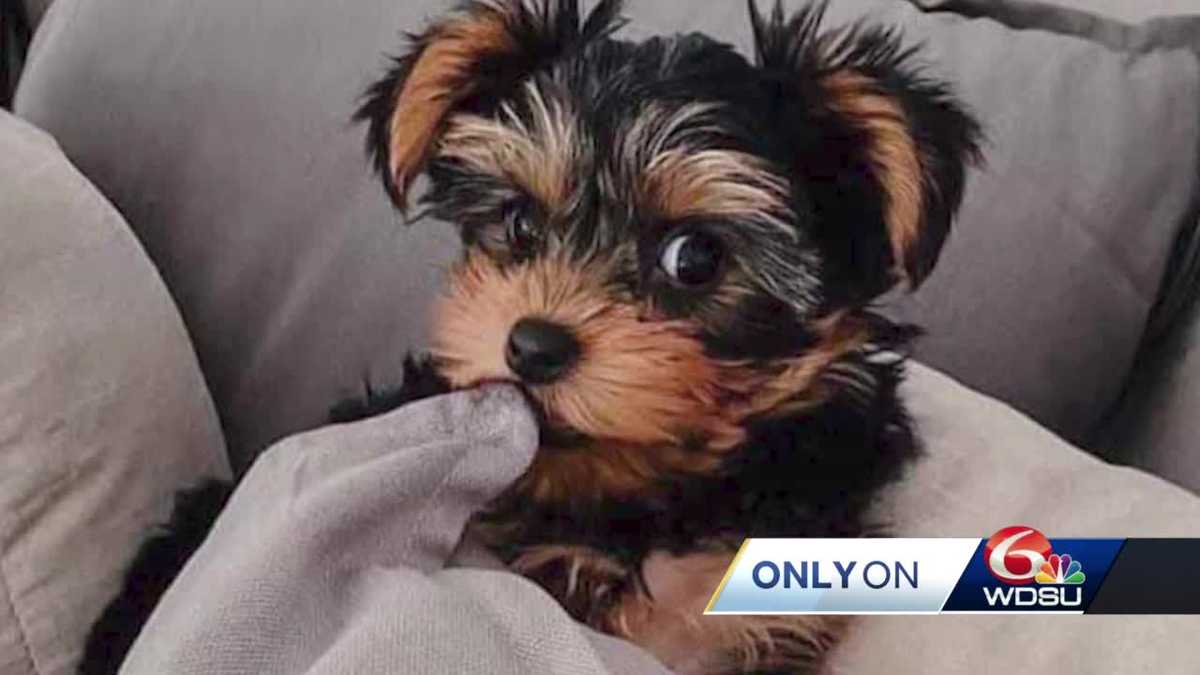 Gifting a pet? Watch out for puppy scams this holiday season