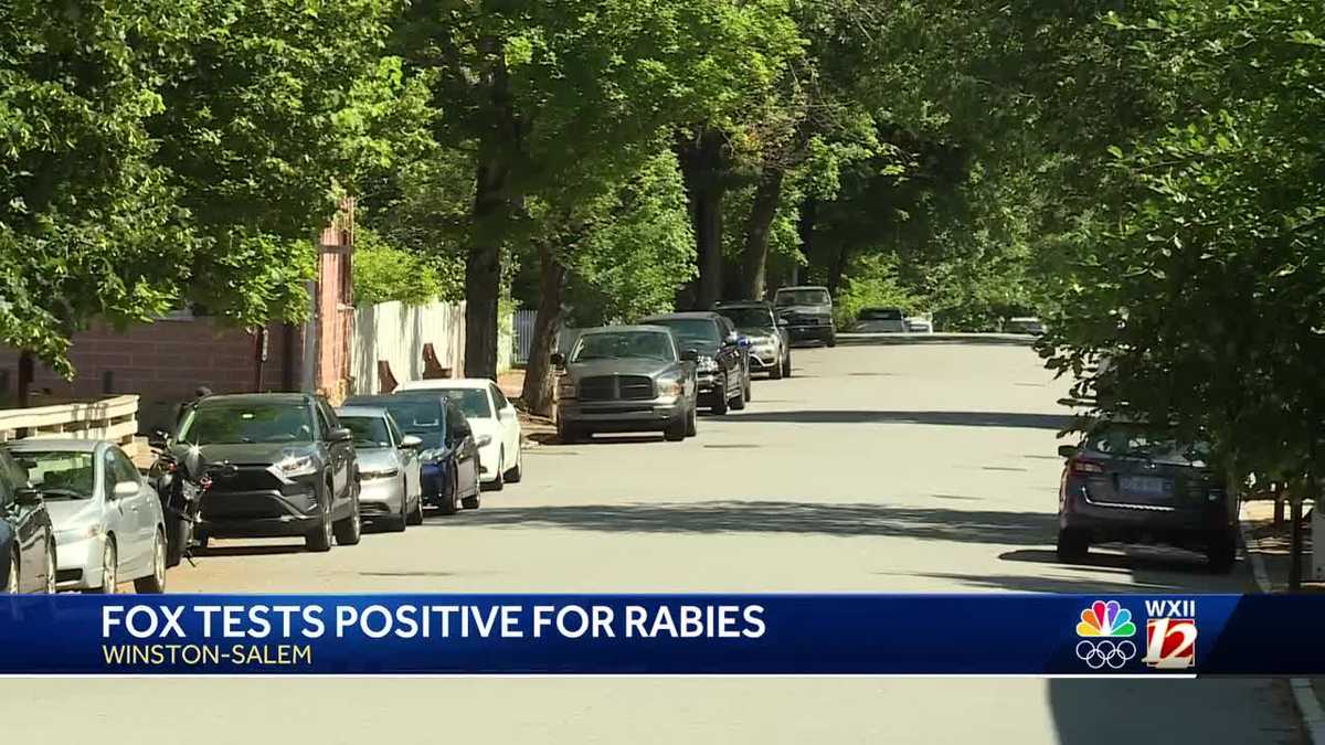 North Carolina: Fox in Winston-Salem tests positive for rabies - WXII