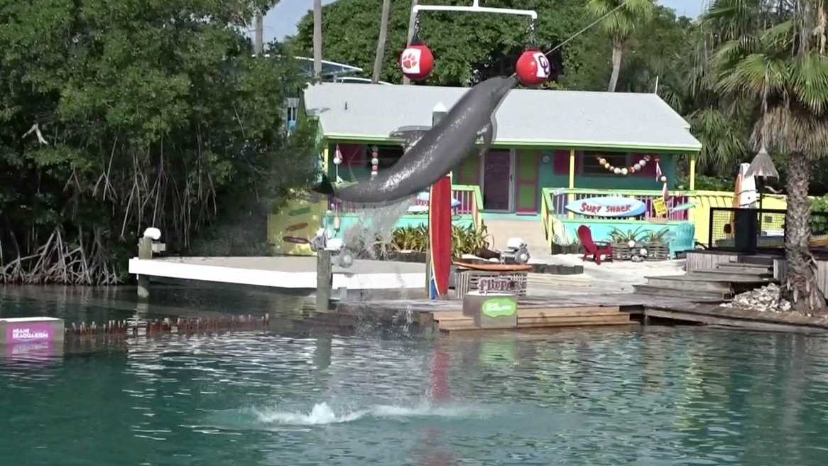 Flipper the Dolphin picks Clemson to win the Orange BowlFlipper is  undefeated in his picks. : r/CFB