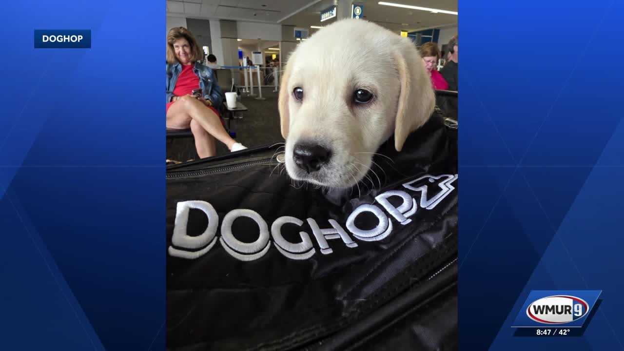 NH's Business: An entrepreneurs story transporting dogs & cats across U.S. & Canada, door-to-door