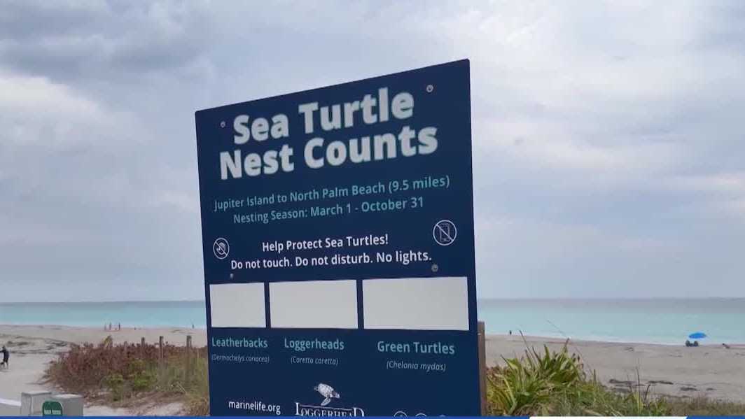 Loggerhead Marinelife Center sea turtle nesting and research