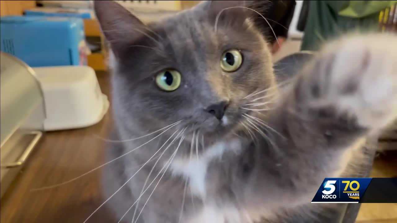 Logan County deputies make arrests after 30 cats were abandoned - Vimarsana News