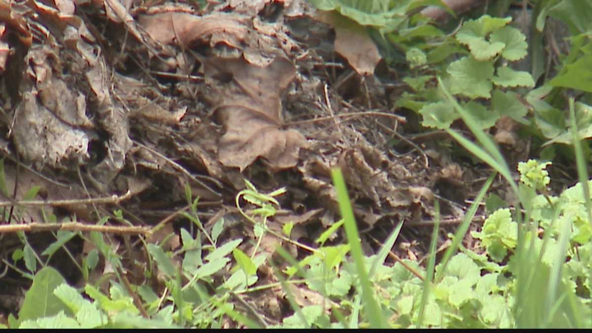 Woman horrified about rats in West Allis