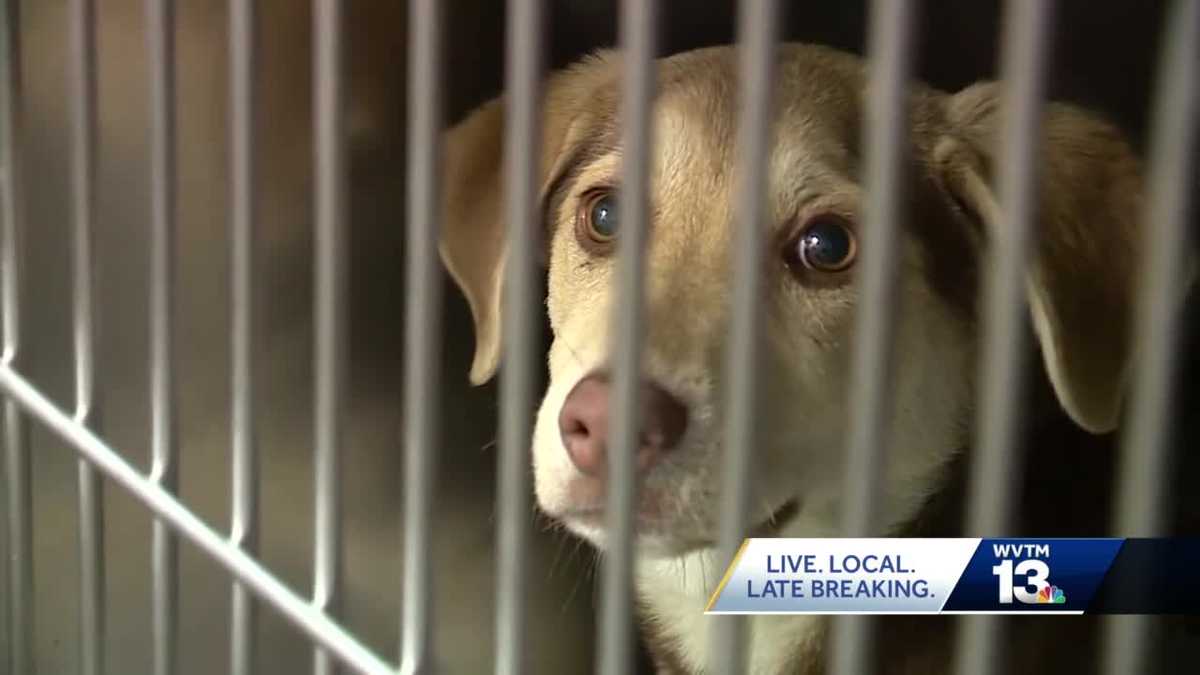 Shelby Humane Society reconsidering no-kill policy after overcrowding