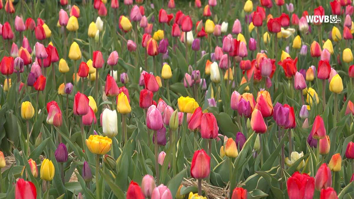 Massachusetts' recent winter should mean favorable tulip season