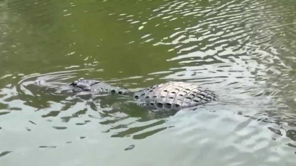 FWC investigating viral video of woman seen petting alligator in Silver Springs