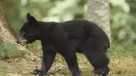 Friday is the last day to send bear hunt comments to the FWC