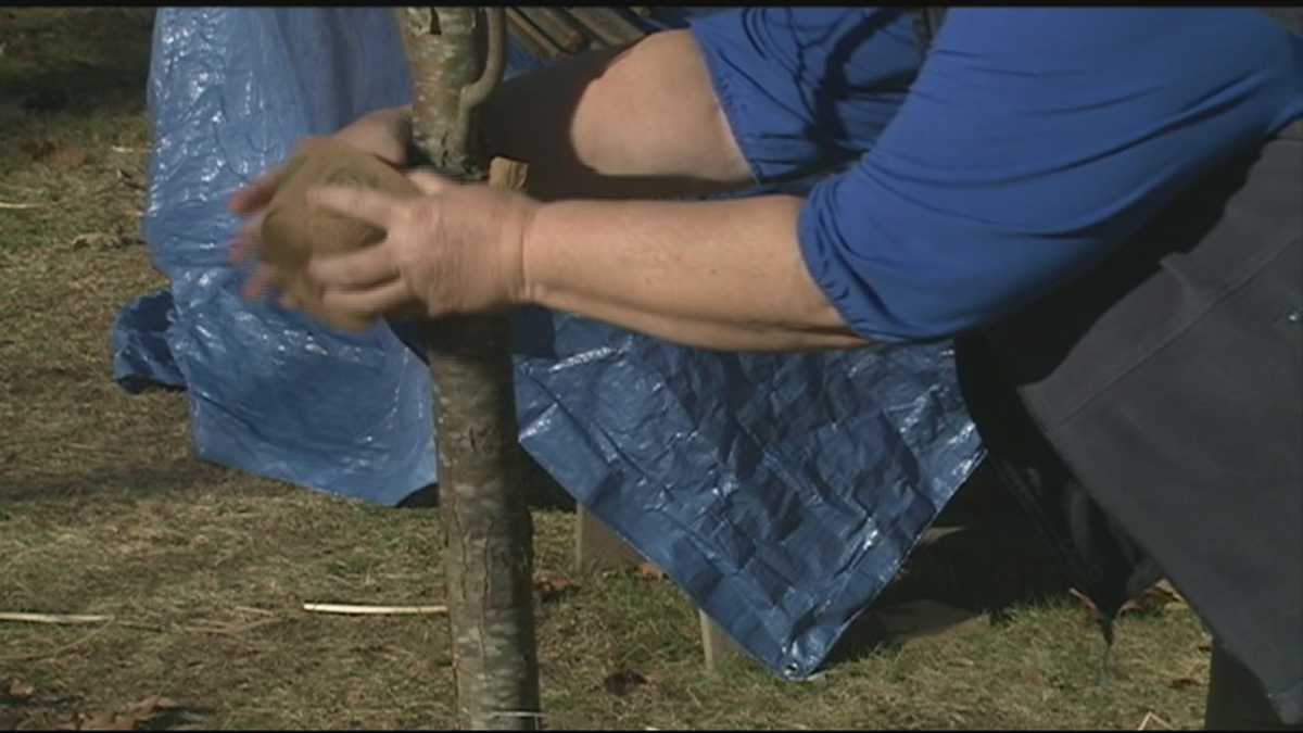 Grow it Green How to protect young trees