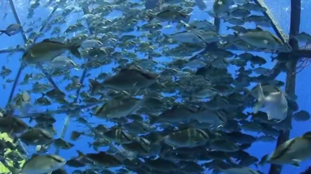 Could Florida be the next frontier for offshore fish farming?