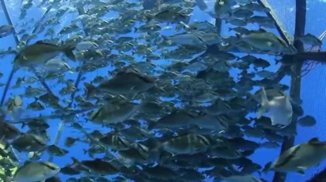 Could Florida be the next frontier for offshore fish farming?