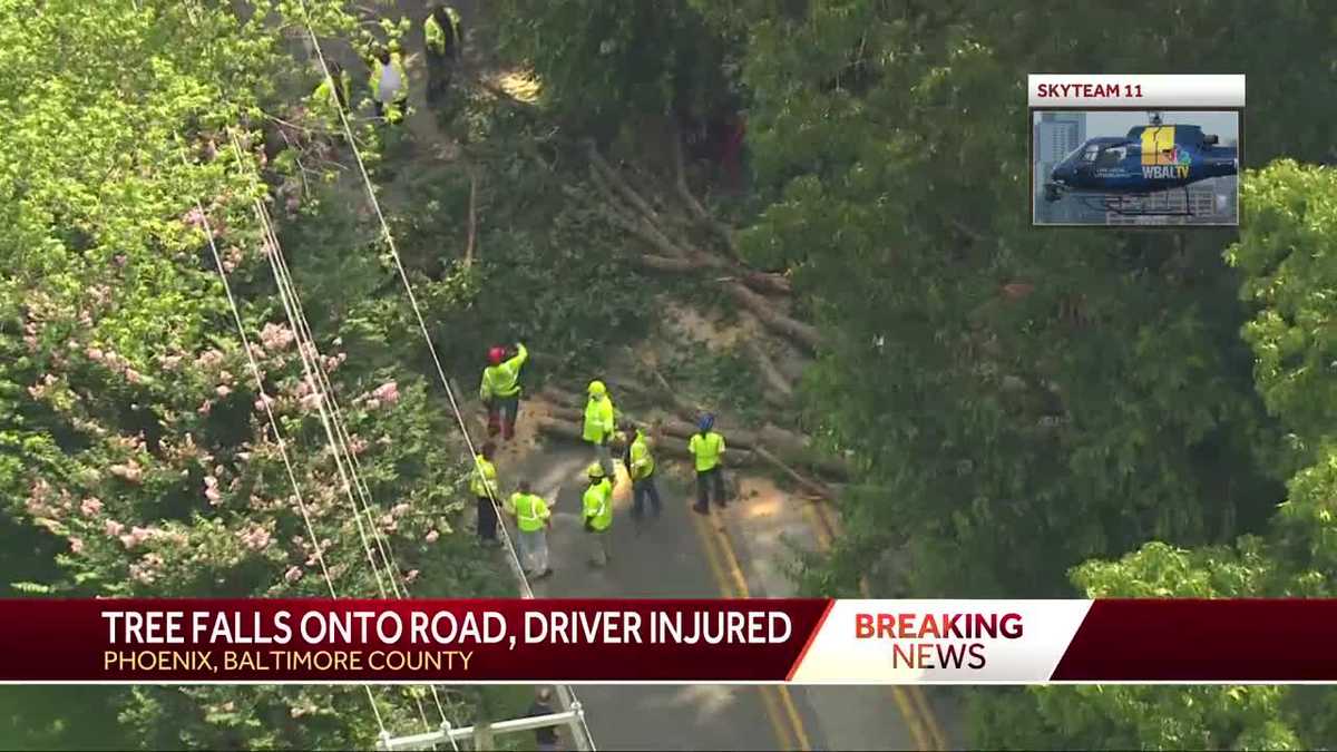 Driver hospitalized after tree falls on truck, fire company says