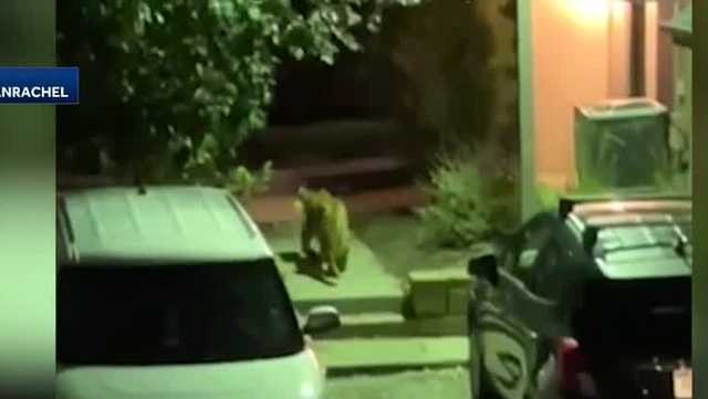 Omaha mountain lion sighting confirmed Papillion Creek - Vimarsana News
