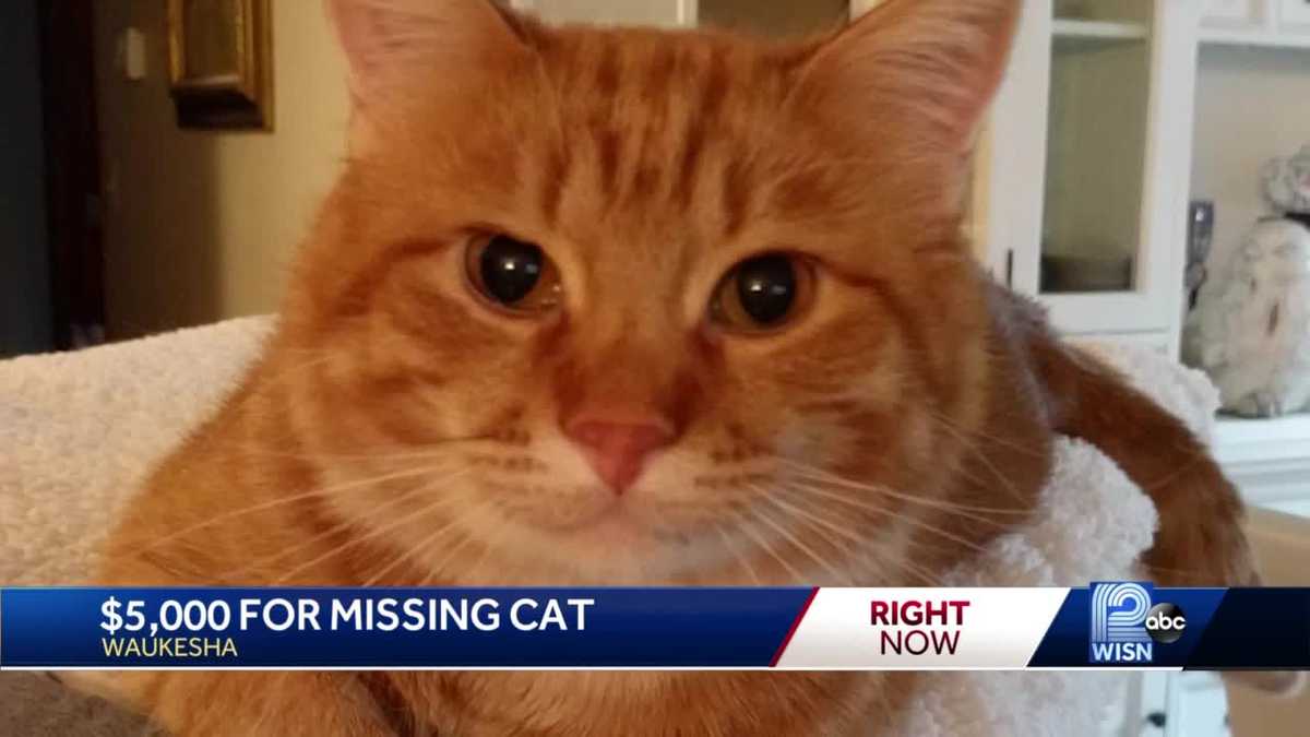 Woman offers $5K reward to bring beloved cat home