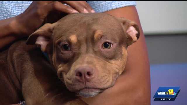 Harford Humane Society: Meet Bugs, a precious puppy looking for a family