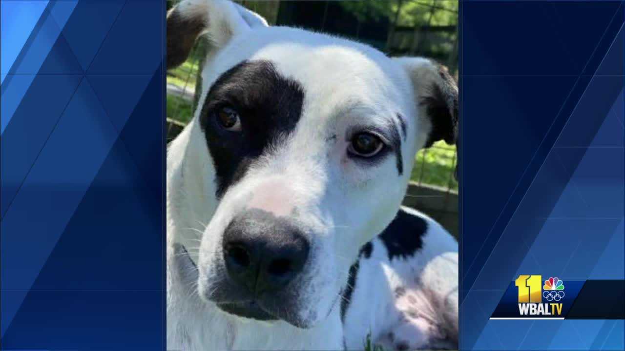 Baltimore Humane Society Has A Special Pal Up For Adoption