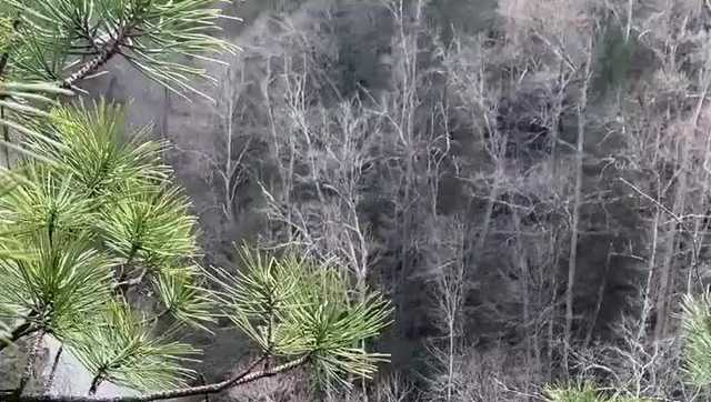WATCH: Crews rescue 2 stranded kayakers out of Red River Gorge - Vimarsana News