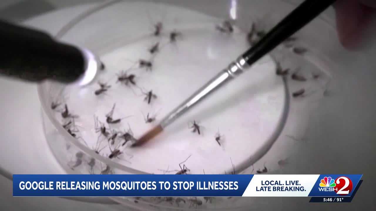 Google plans to release millions of treated mosquitoes in Florida. Here's why
