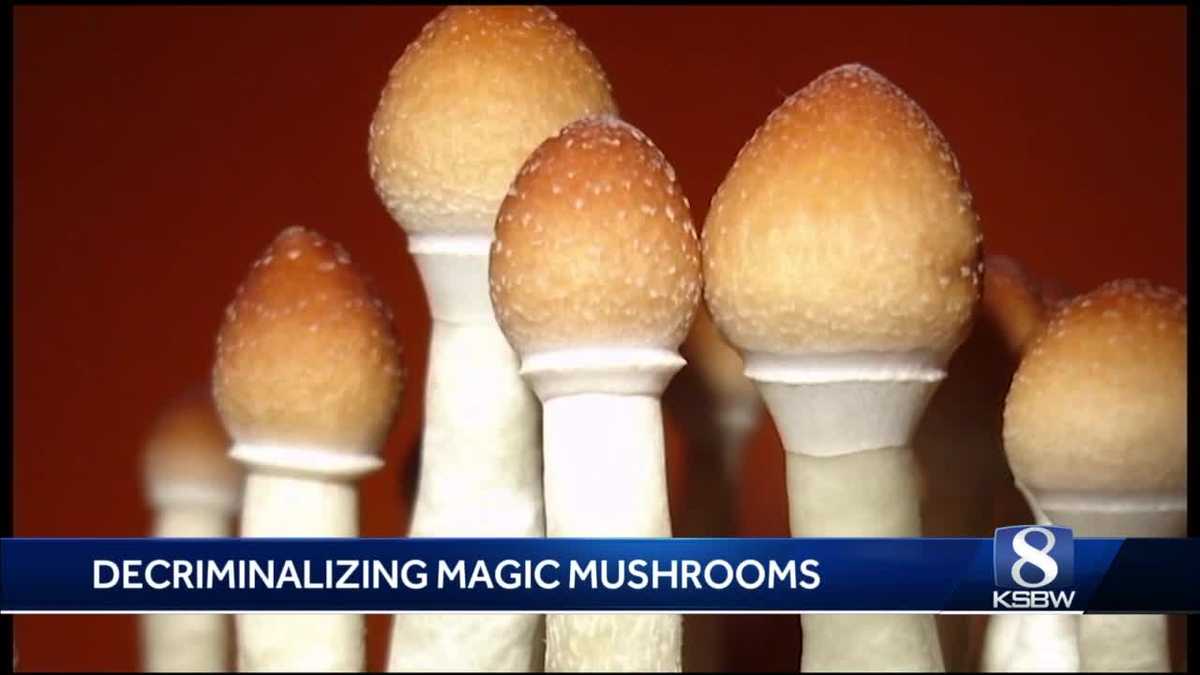 Santa Cruz could decriminalize magic mushrooms