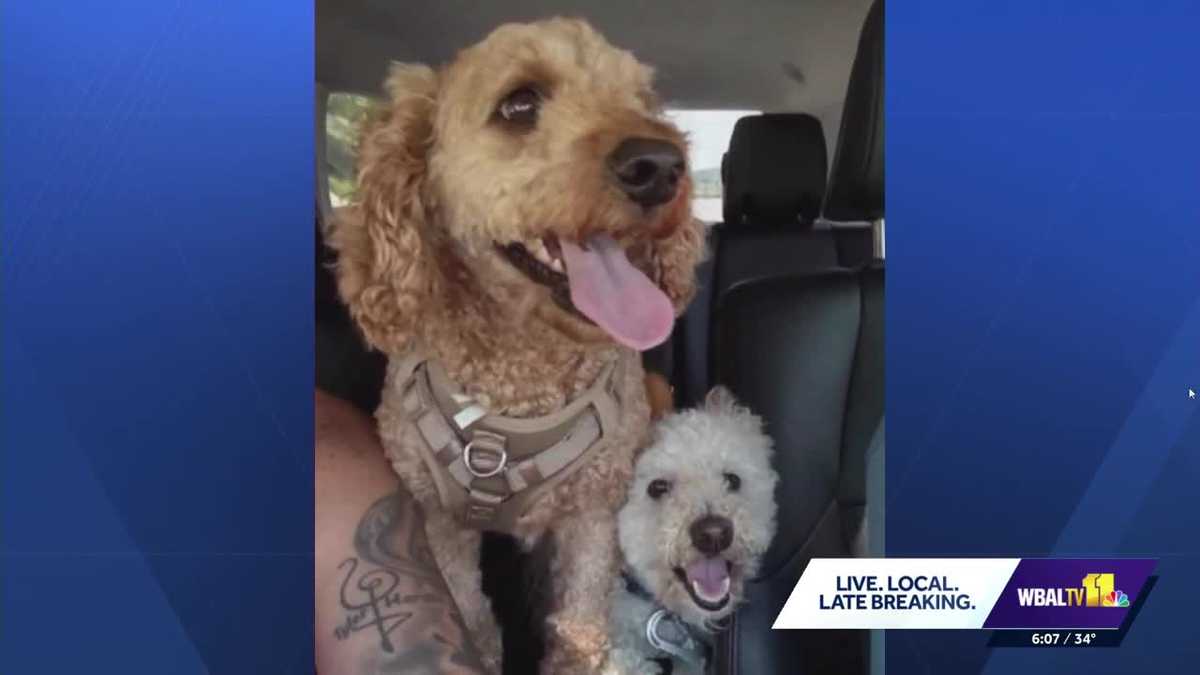 Dog rescued from house fire on Christmas Eve, 2 dogs missing